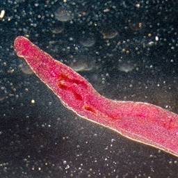 Parasite Invasion project image