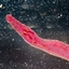Parasite Invasion logo