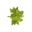 Leaves Drops logo