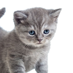 PetDebuff logo