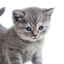 PetDebuff logo