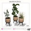 Sierra plants - set logo