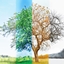 RealSerene logo