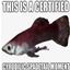 Never Ever Fish logo