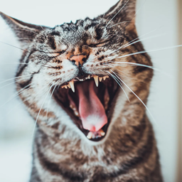 Cat Teeth