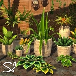 Agreste Plants 🏜️