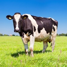 Fake Cow Mod project image