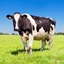 Fake Cow Mod logo