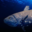 Coelacraft 2 logo