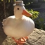 Ducky Companion logo