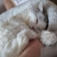 Sleepycorner logo