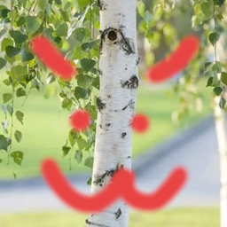 dumb birches play block game logo