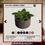 Jumba Indoor Plant – Decorative Greenery by AZHARMOONN logo