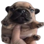 OGPibbCraft logo