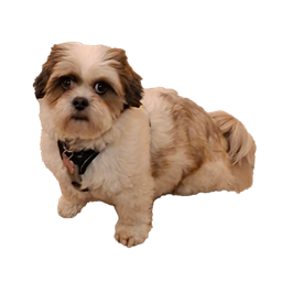 Chewie logo