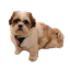 Chewie logo
