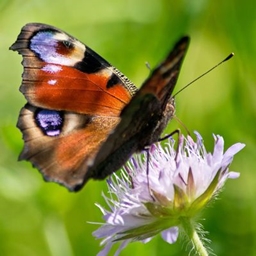 A Butterfly Community Modpack project image