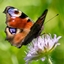 A Butterfly Community Modpack logo