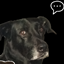 Monorie's Midnight Falls Helper for Absolute Bozos logo