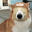 Buffi's Bread Dog logo