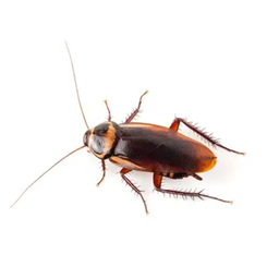 Flying Roach logo