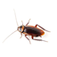 Flying Roach logo