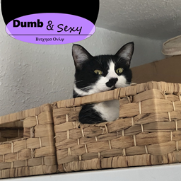 Dumb and Sexy - Reloaded logo