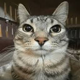 Cat Friend project image