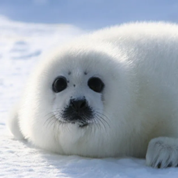 I love seals logo