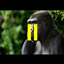 Gorilla World 2 logo