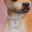 Bruiser Dog Chain logo