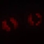 THE BOILED ONE (THE TRUE HORROR EXPEREINCE) logo