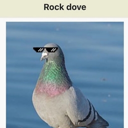 wikipigeons special silly pack logo