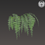 🌿 Serenith Bath - Organic Hanging Fern logo