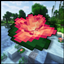 Lily Pads Expansion logo