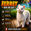 Ferret skin by Jochi logo