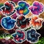 ColorSplash Bettas Collection logo