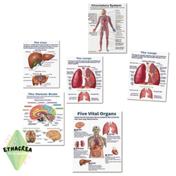 Human Body Educational Posters project image