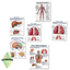 Human Body Educational Posters logo
