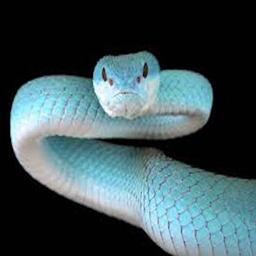 Takeover Of The Snakes project image