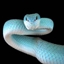 Takeover Of The Snakes logo