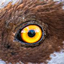 Eye Camera logo