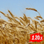 Better Wheat (New versions port) logo