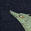 Fantasia Mundi Testing Branch logo