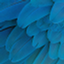 Create Fluff SMP logo
