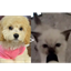 BaileyBoo and DeMisty's pack logo