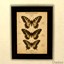 Vintage Specimen Collection logo