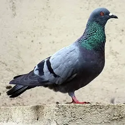Pigeon Hole Cobblemon logo