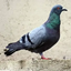 Pigeon Hole Cobblemon logo