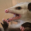The Drunken Opossum logo
